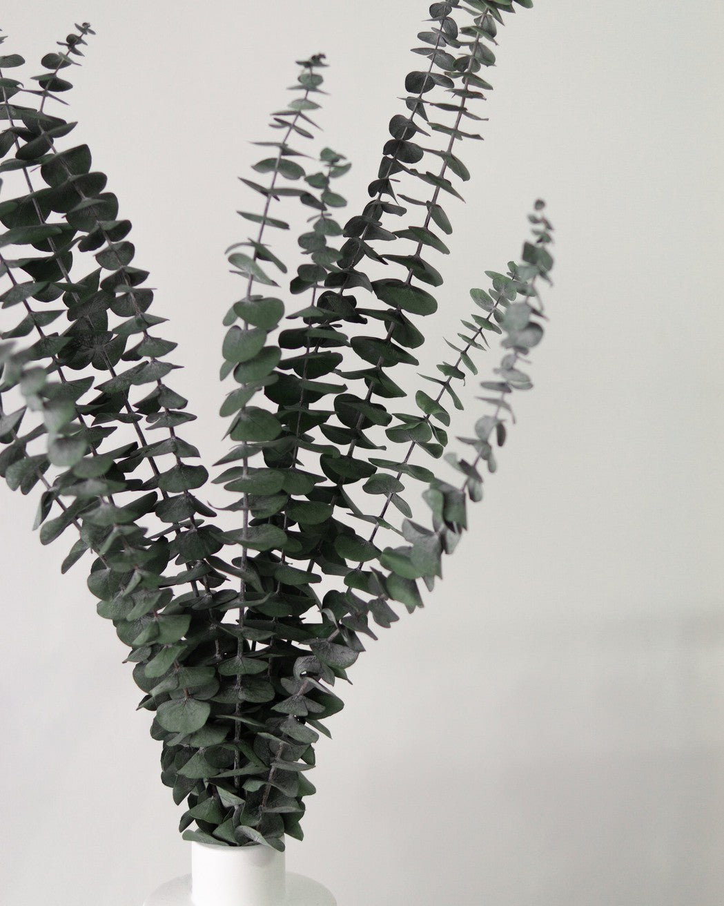 Green Eucalyptus