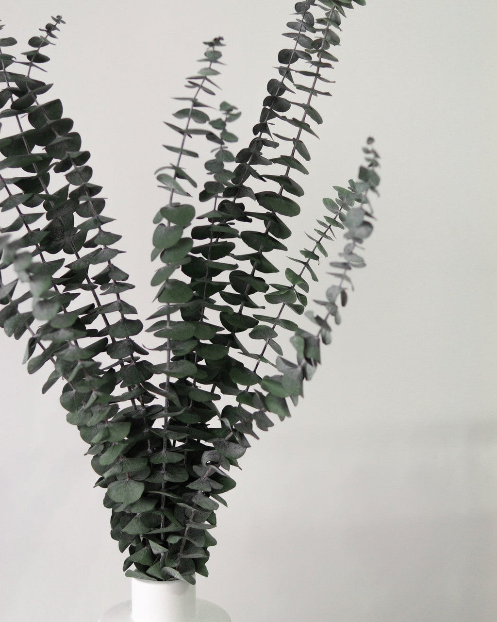 Green Eucalyptus