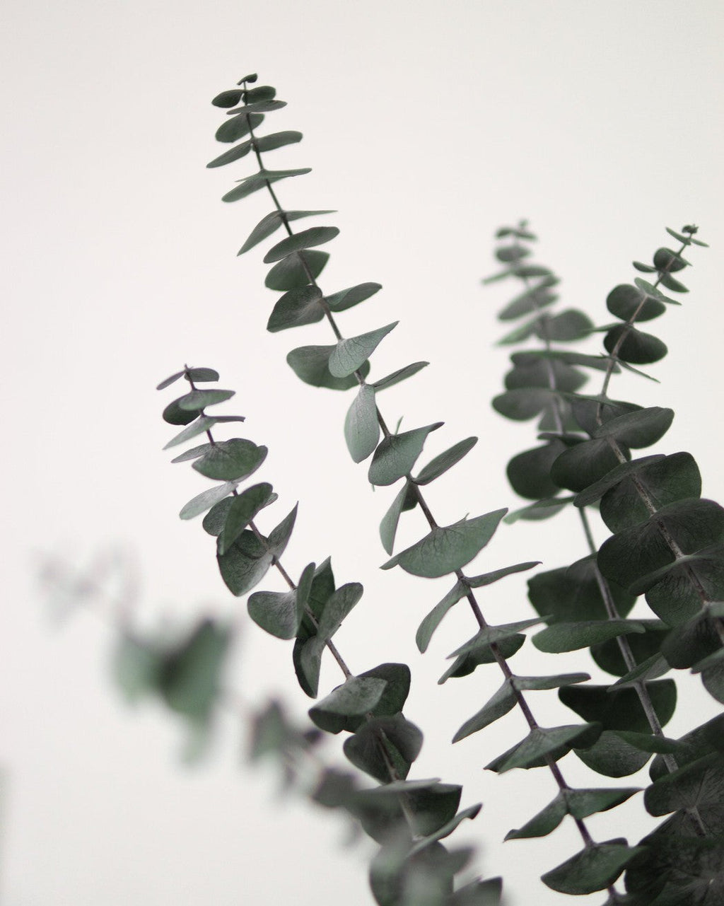 Green Eucalyptus