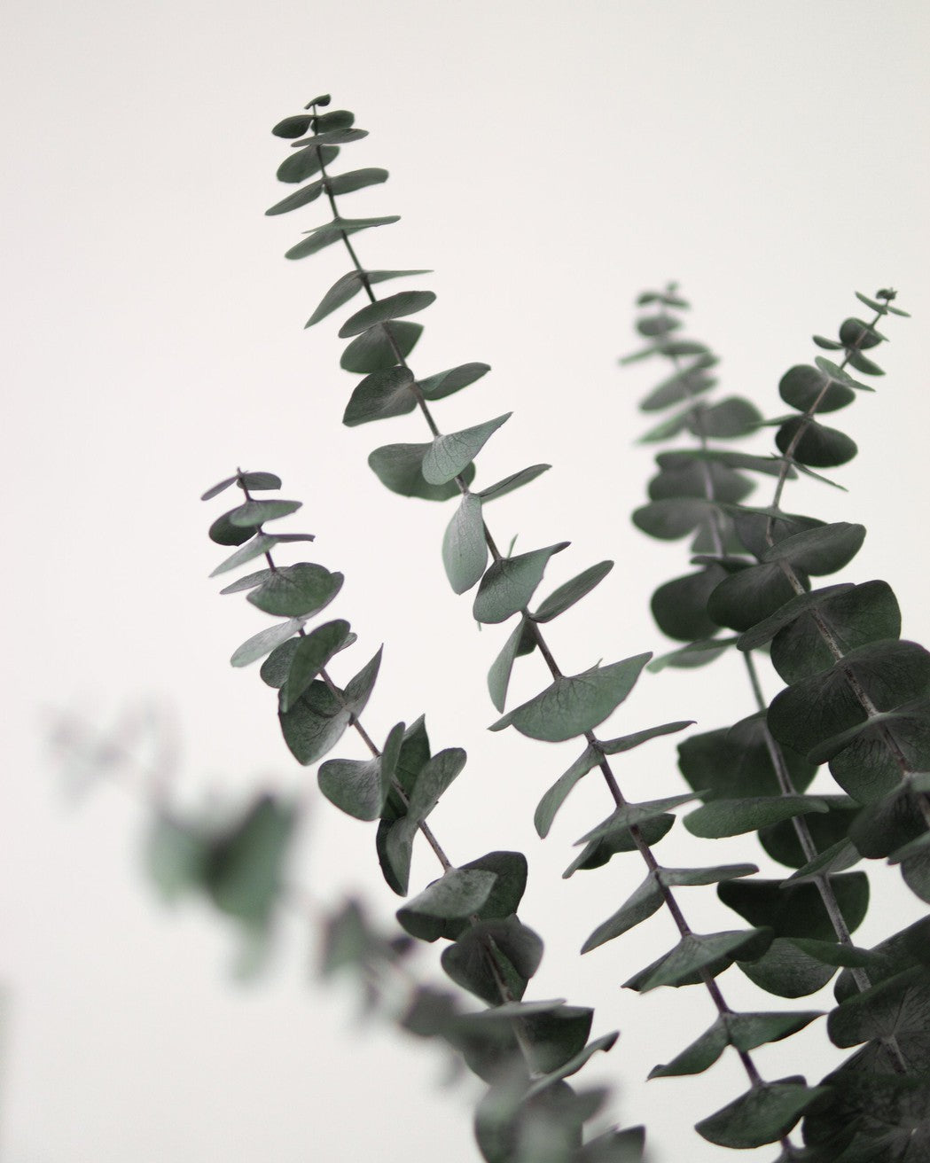 Green Eucalyptus