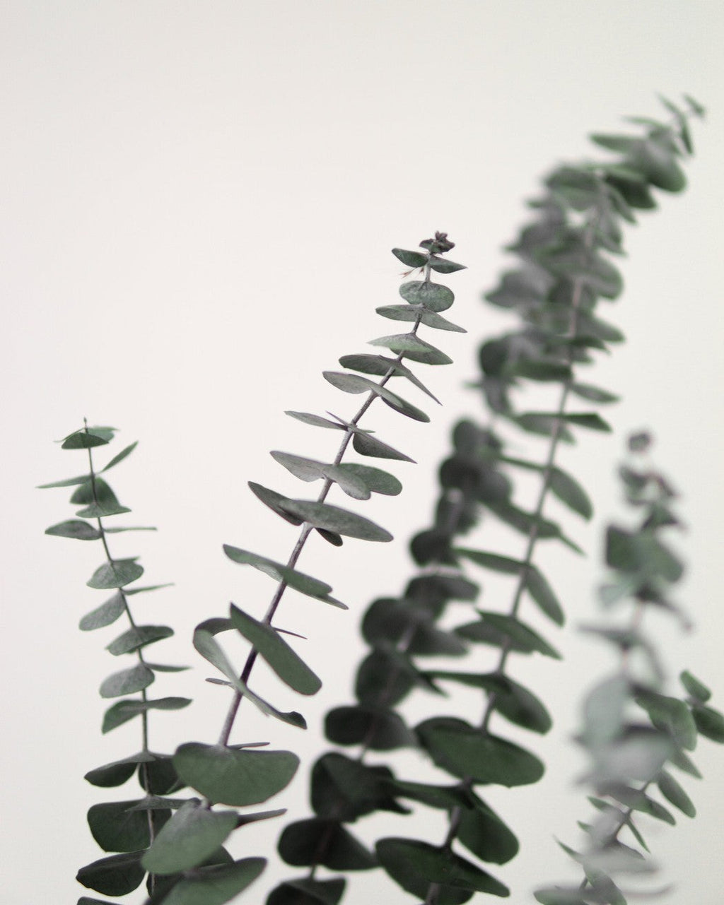 Green Eucalyptus