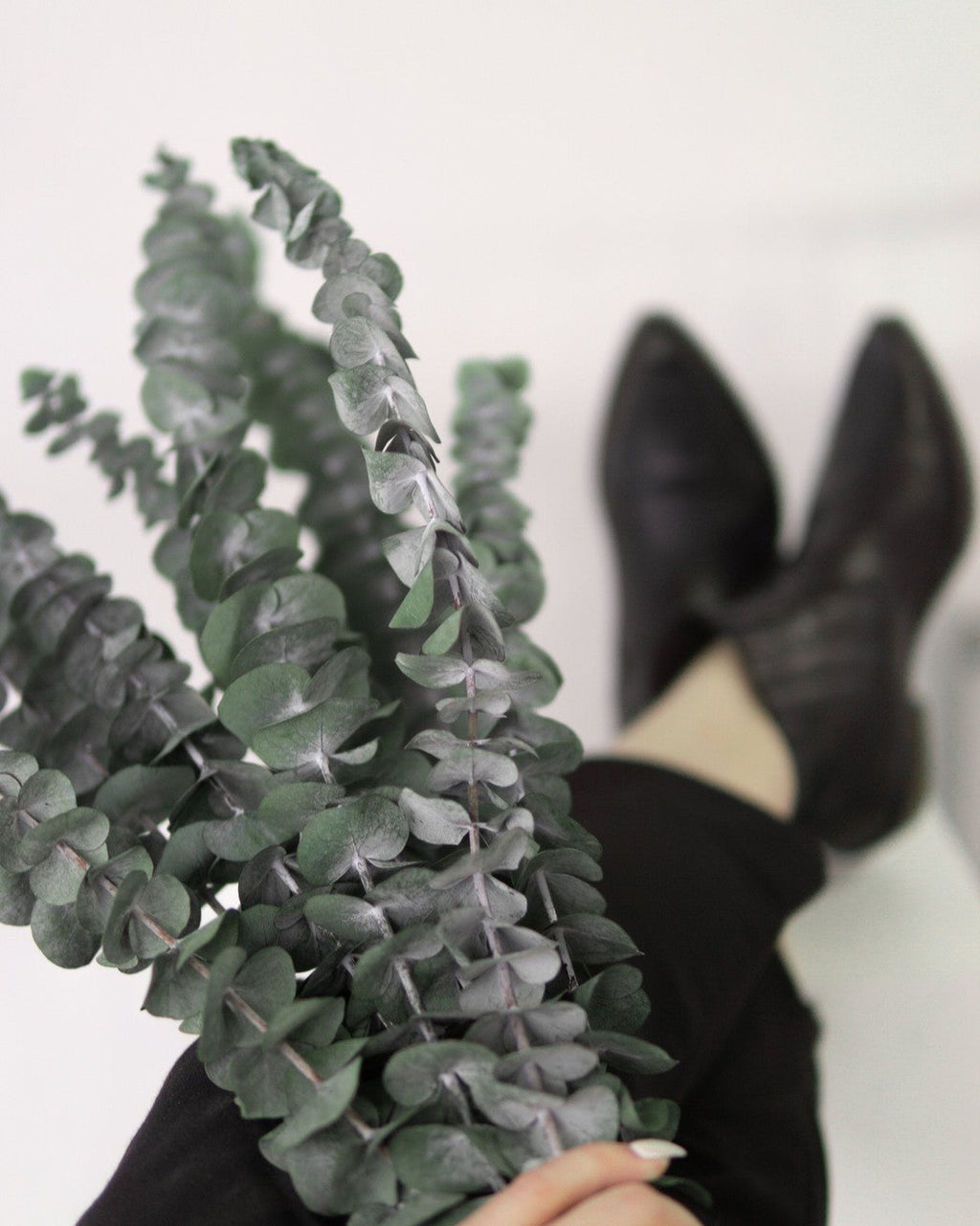 Green Eucalyptus