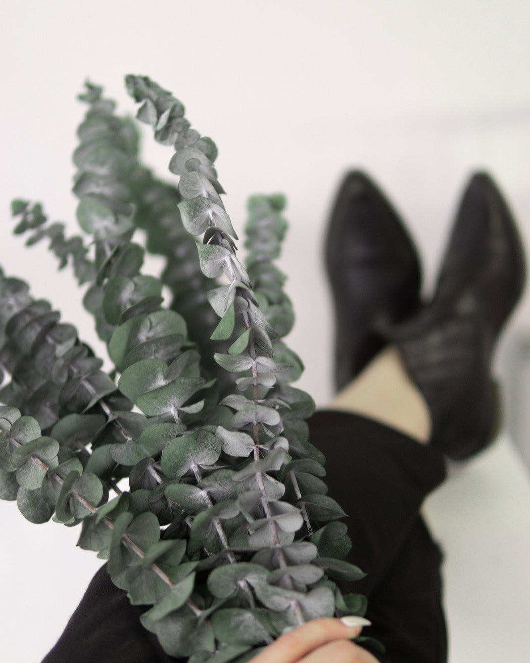 Green Eucalyptus