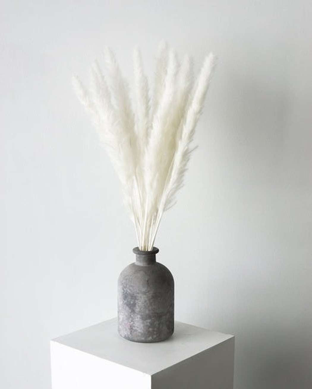 White Small Pampas