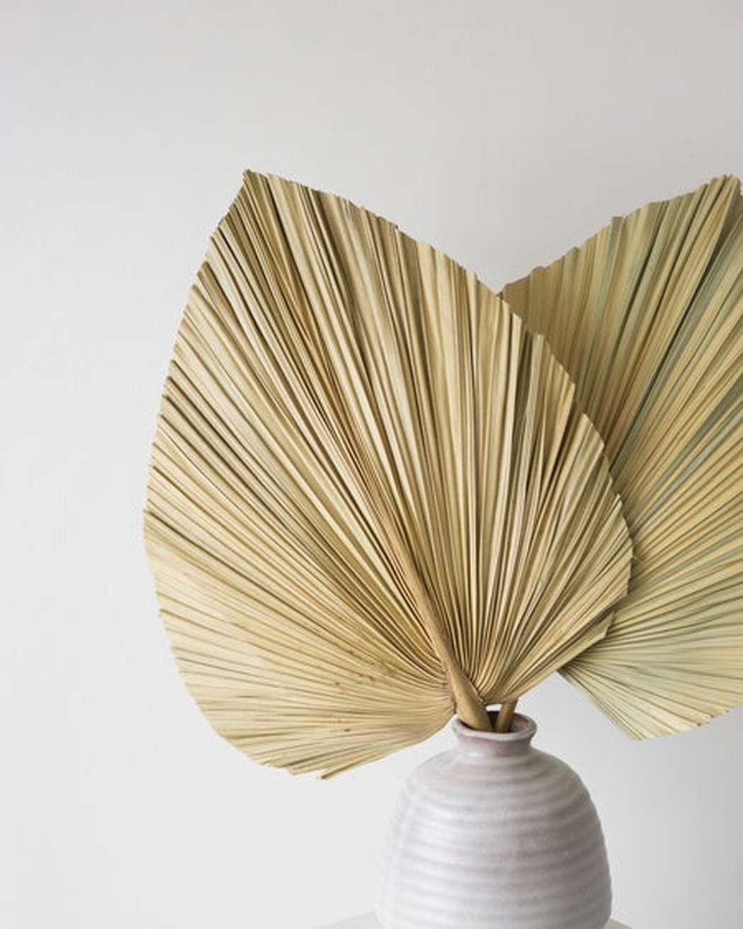 Natural Fan Palm