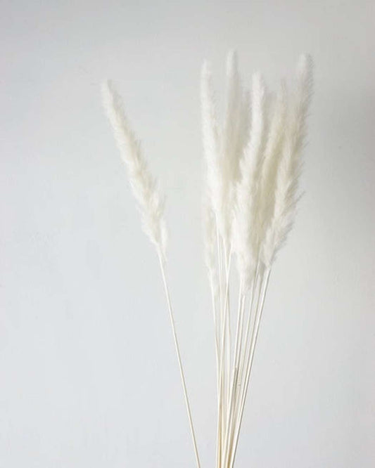 White Small Pampas