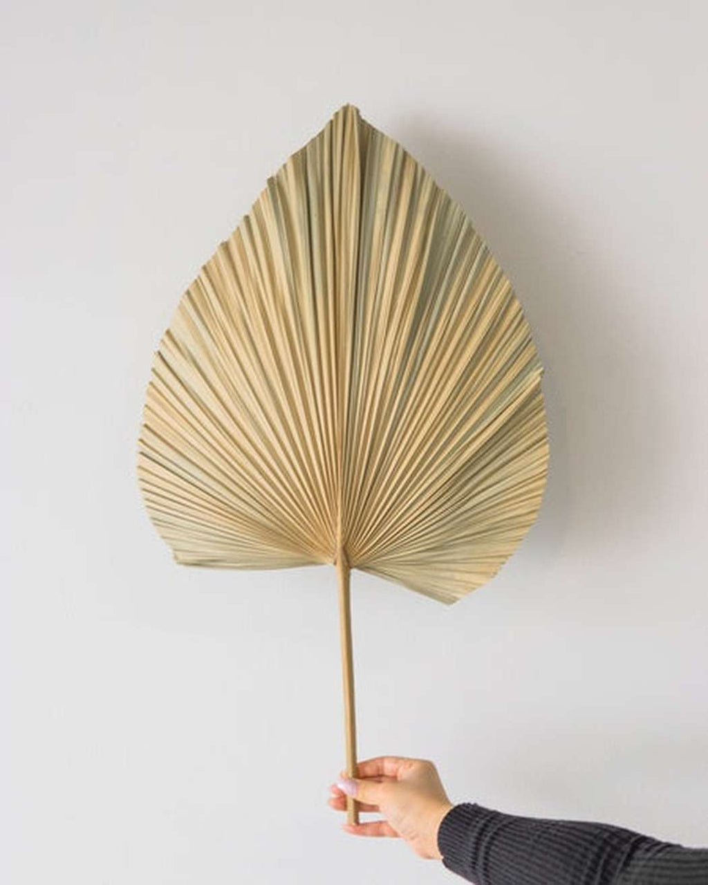 Natural Fan Palm