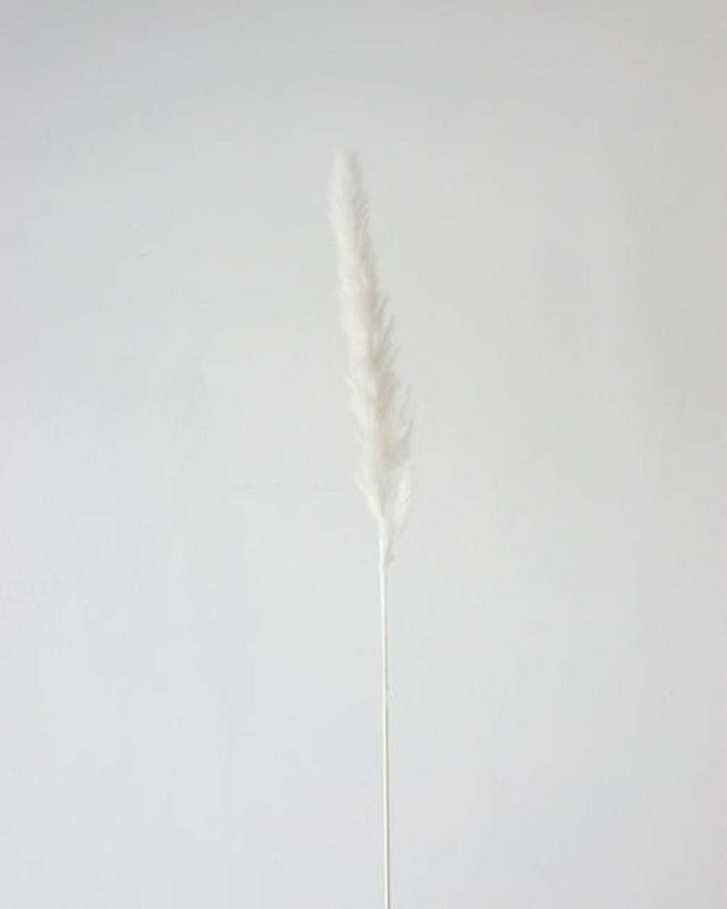 White Small Pampas