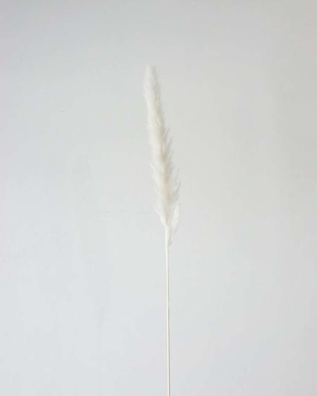 White Small Pampas
