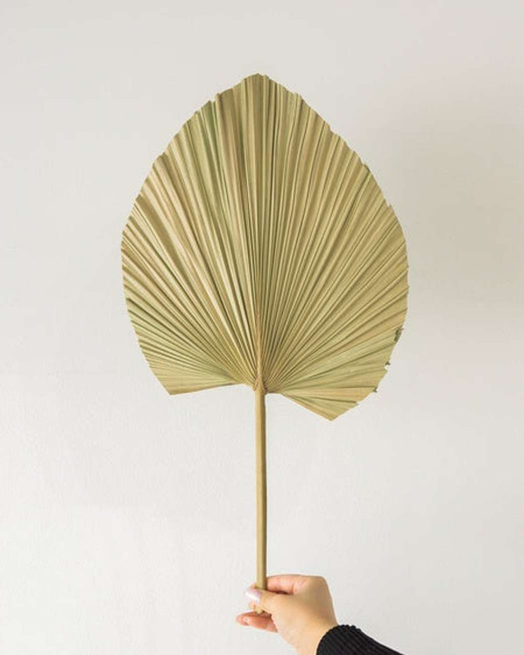 Natural Fan Palm